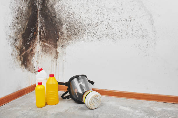 Best Mold Removal Near Me  in Williamsburg, VA