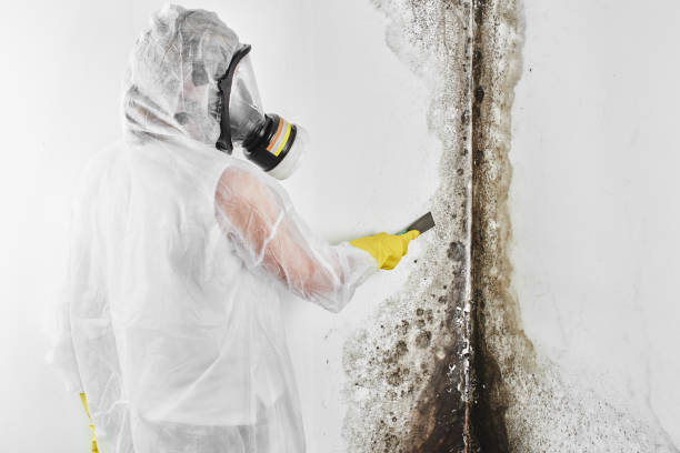 Best Crawl Space Mold Removal  in Williamsburg, VA