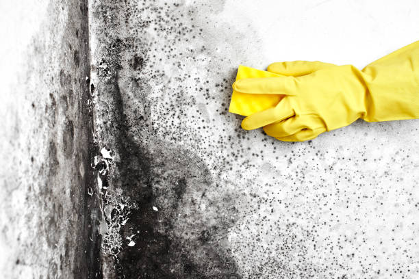 Best Mold Testing  in Williamsburg, VA