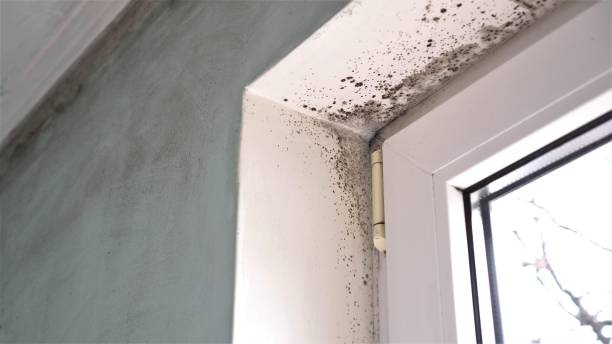 Williamsburg, VA Mold Removal Company