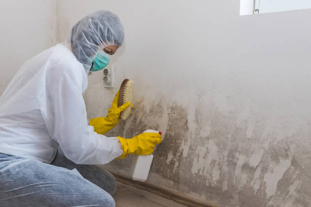 Best Black Mold Removal  in Williamsburg, VA