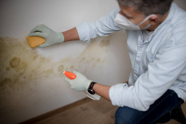 Best Office Mold Removal Services  in Williamsburg, VA