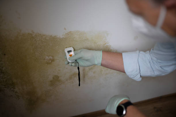 Best Mold Remediation  in Williamsburg, VA