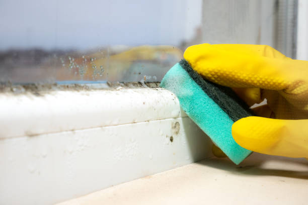 Best Mold Remediation  in Williamsburg, VA