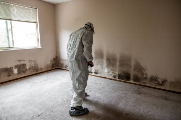 Best Fast Mold Removal  in Williamsburg, VA