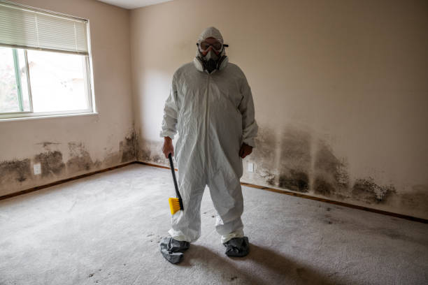 Best Mold Removal Company Near Me  in Williamsburg, VA