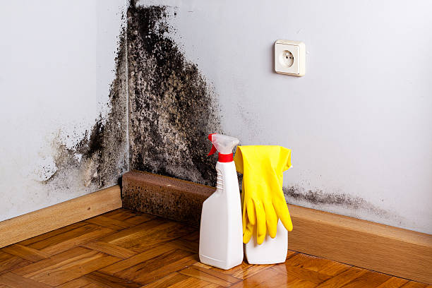 Best Home Mold Removal  in Williamsburg, VA