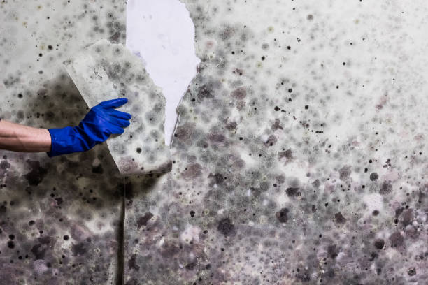 Best Home Mold Removal  in Williamsburg, VA