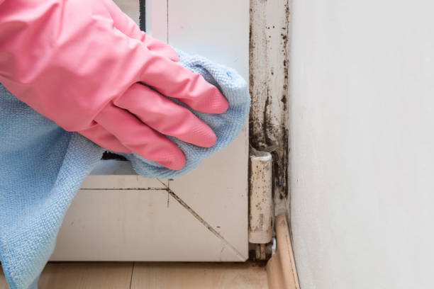 Best Certified Mold Removal  in Williamsburg, VA