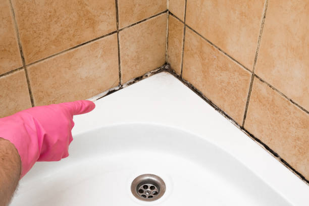 Best Fast Mold Removal  in Williamsburg, VA