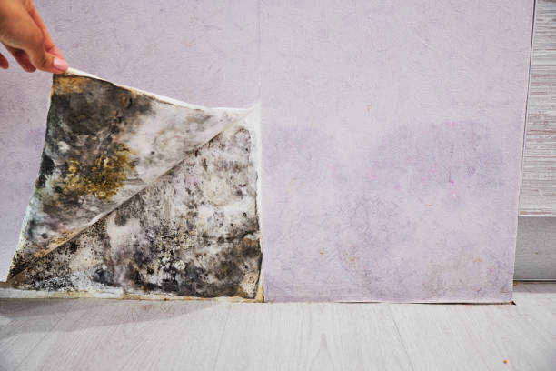 Office Mold Removal Services in Williamsburg, VA